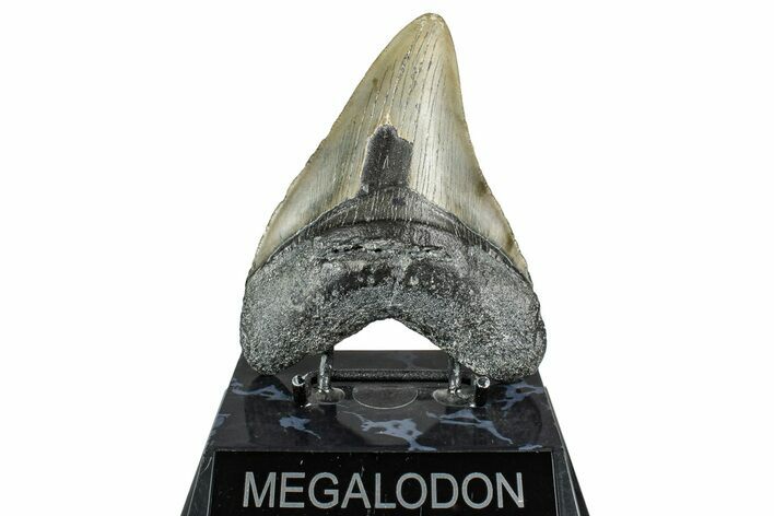 Serrated, Fossil Megalodon Tooth - North Carolina #348284